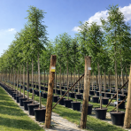 Jaseň štíhly (Fraxinus excelsior) ´WESTHOF GLOIRE´ - výška 200-250 cm,  kont. C18L